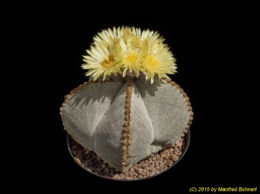 Astrophytum myriostigma 145